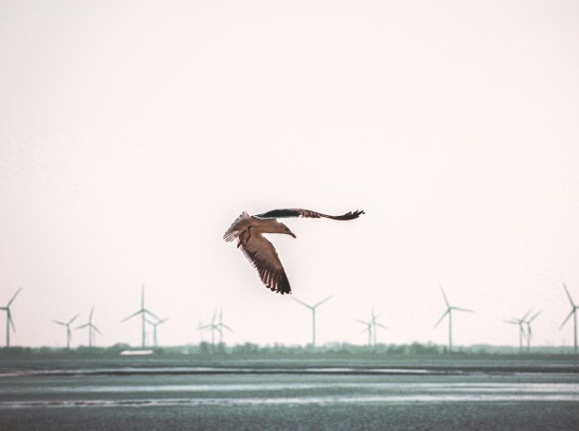 Nustatyti aiškūs kriterijai, kaip sumažinti vėjo elektrinių neigiamą poveikį paukščiams ir...